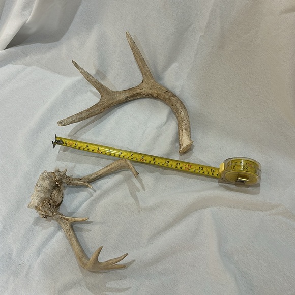 Assorted antlers. Real antlers. Sold as pair - Picture 4 of 4